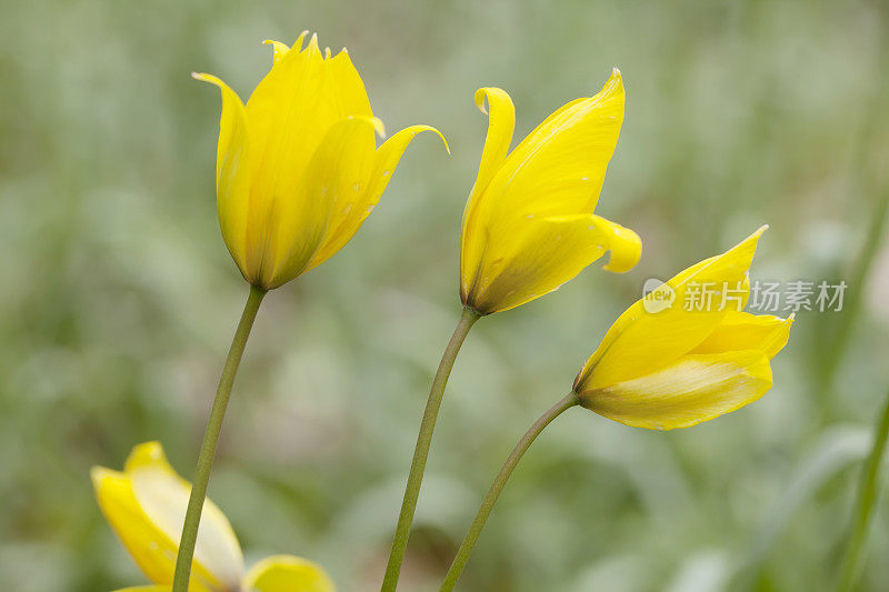 野生郁金香(Tulipa sylvestris)